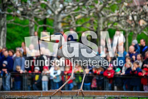 Graureiher (8 von 15).jpg